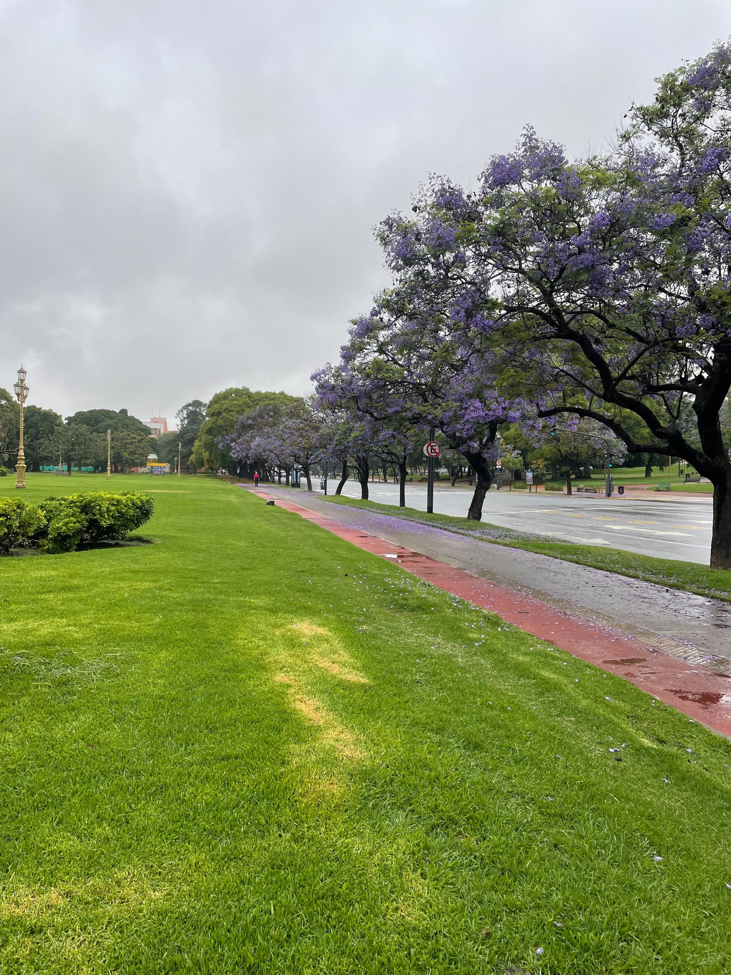 Jacarandás en flor en el Paseo de las Esculturas