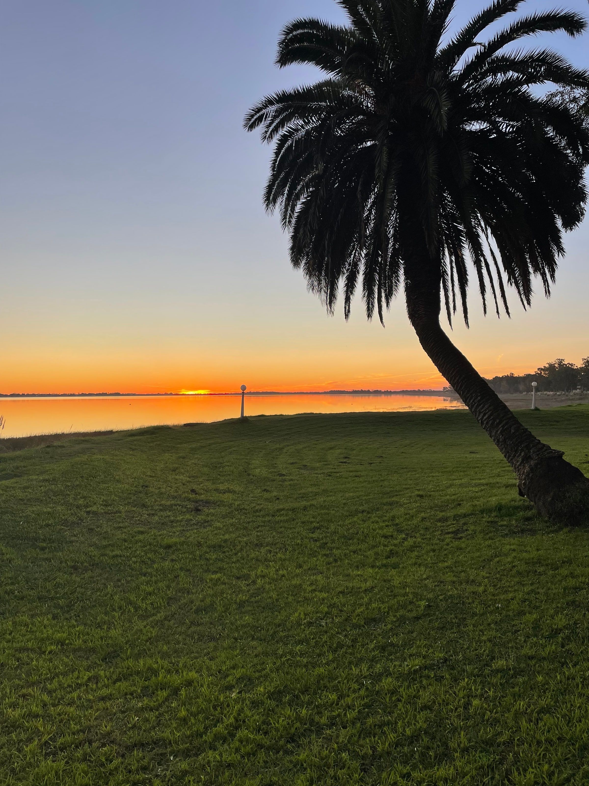 Una palmera en la costanera de la laguna