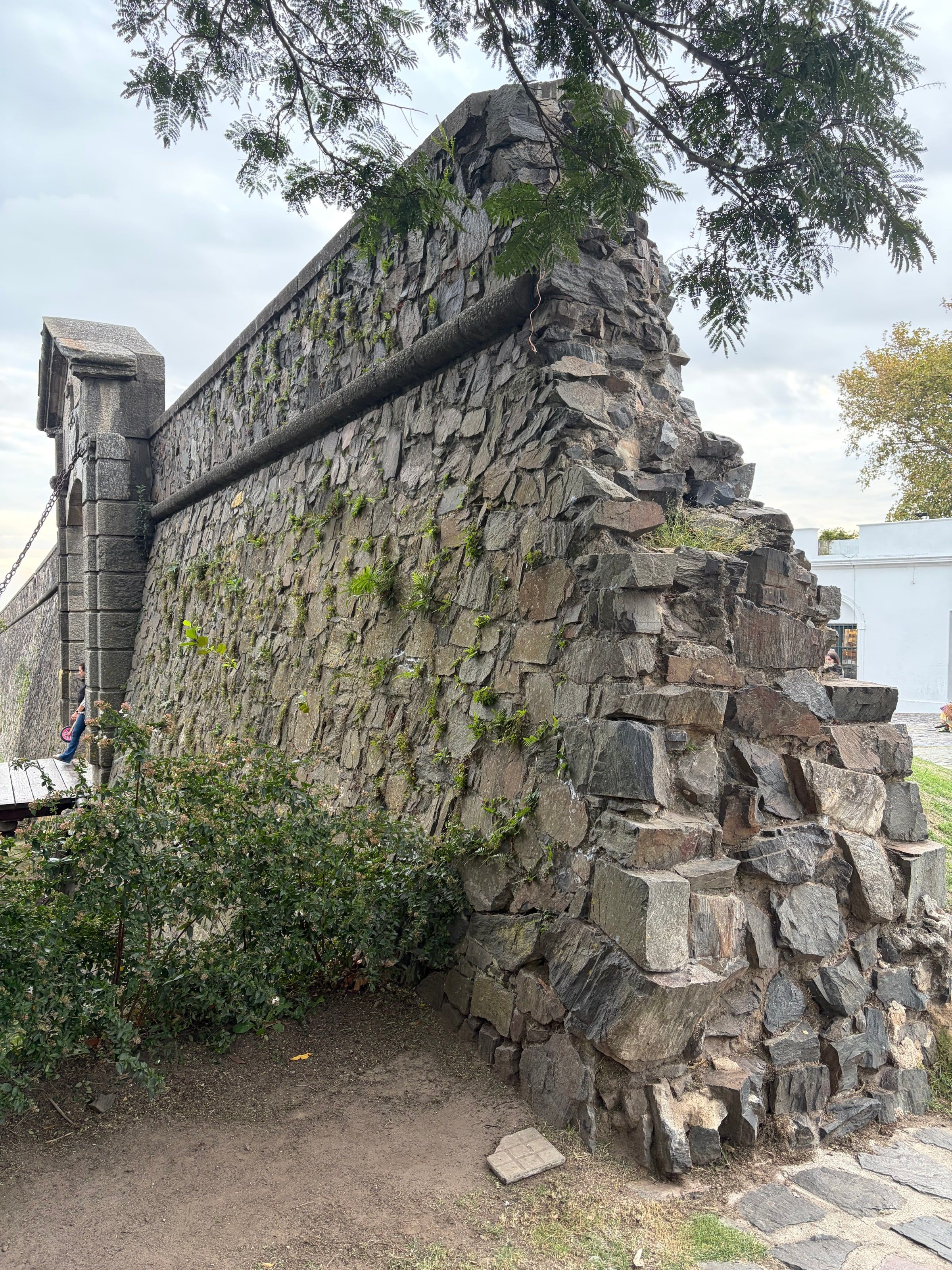 Un gran muro de piedra con un árbol