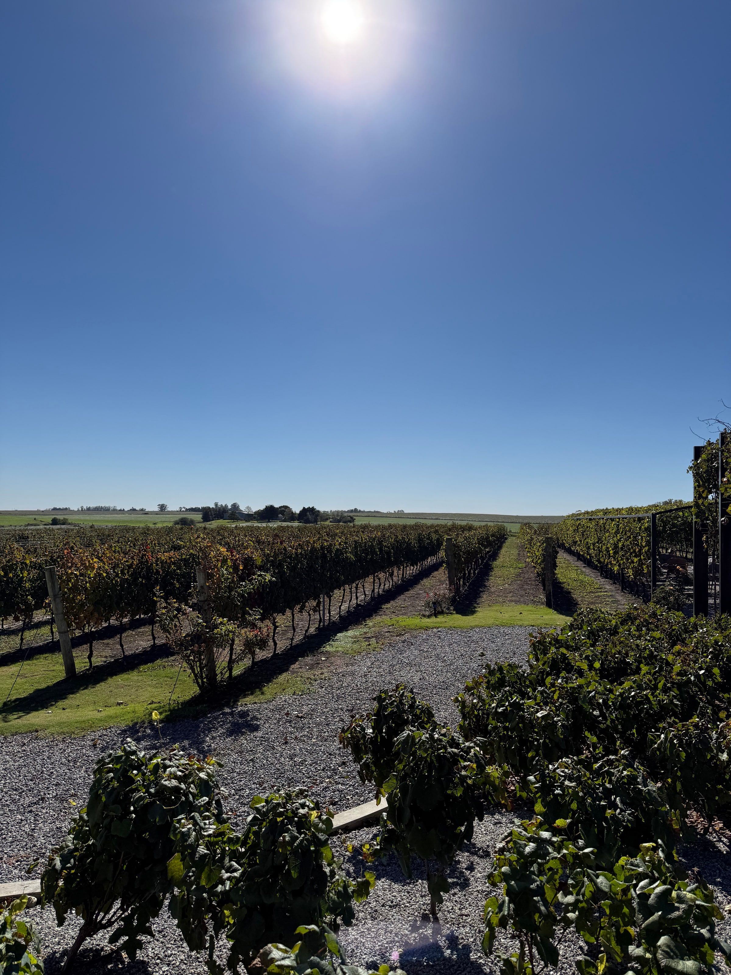 Viñedo con sol