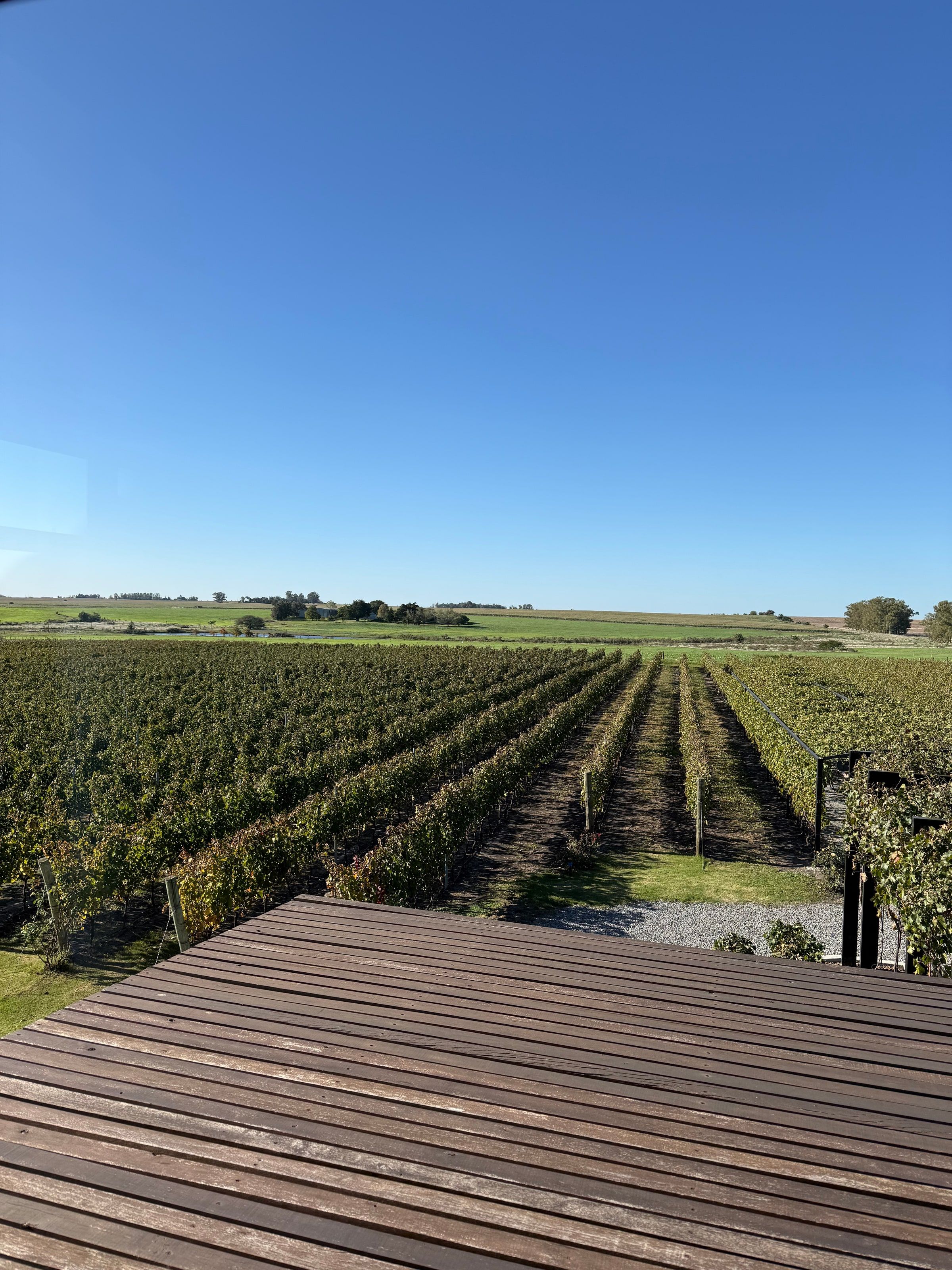 Hileras de viñedo bajo un cielo celeste, desde un deck de madera