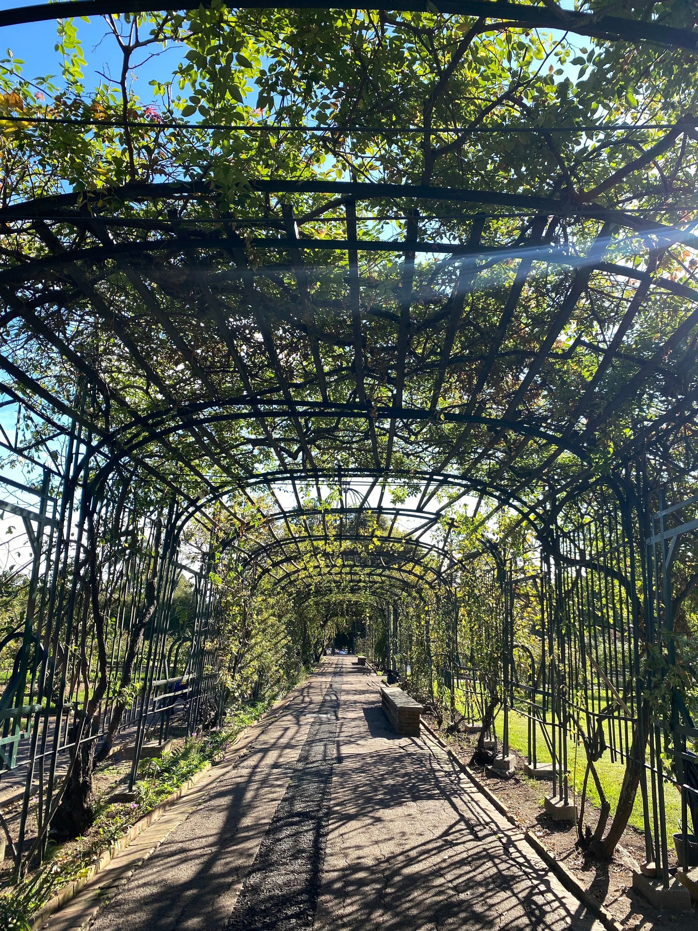 Camino bajo una pérgola de hierro cubierta de enredaderas