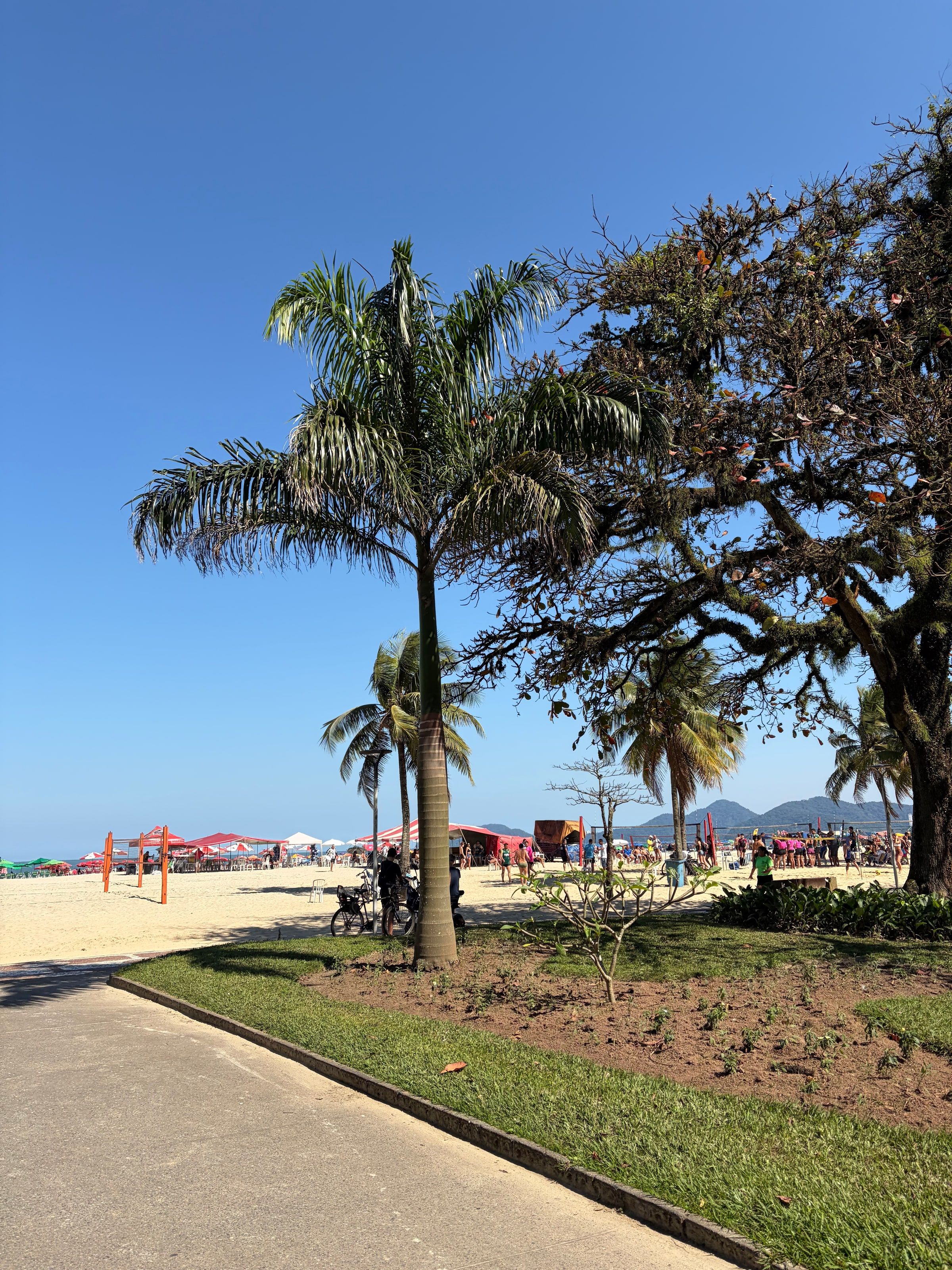 La playa de Gonzaga con una palmera y el jardín de la orla